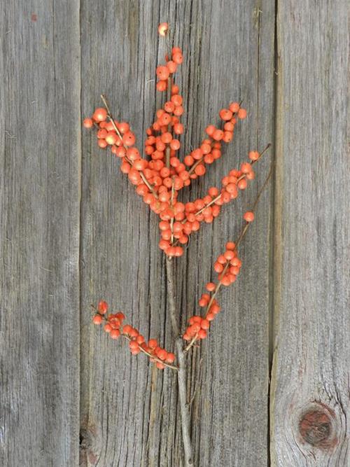  ORANGE ILEX BERRY